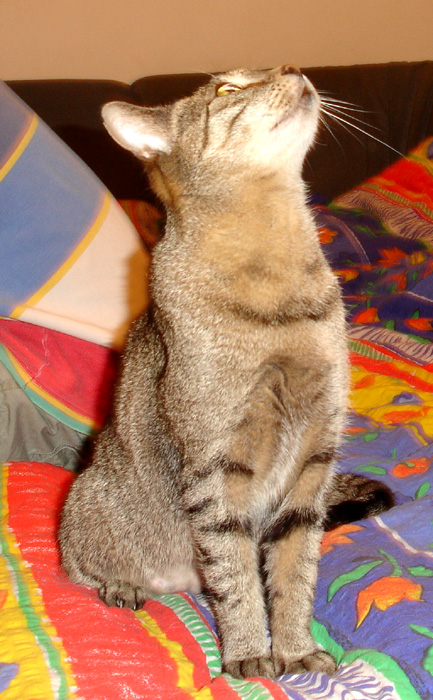 Misia